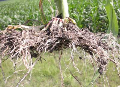 SOIL NUTRIENT SUPPLY TO PLANT ROOTS